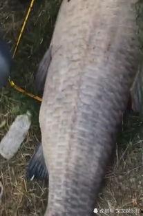 青鱼视频在线观看国产,青鱼视频带你领略国产影视魅力