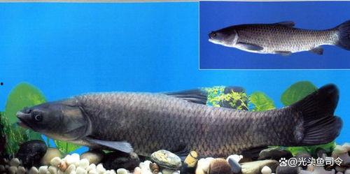 青鱼视频在线观看国产,青鱼视频带你领略国产影视魅力 第3张 青鱼视频在线观看国产,青鱼视频带你领略国产影视魅力 第3张